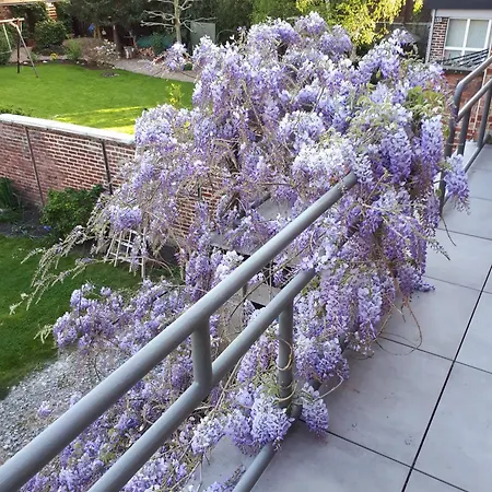 Rez Terrasse Et Jardin *